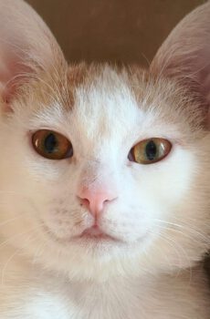 Binnenkat Snowhite heeft lichte ataxie