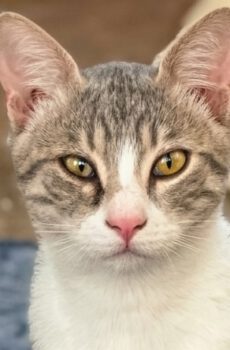 Grijs-witte binnenkat Figaro is een echte knuffelkat