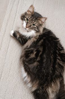 Halflangharige kat Birdy is een binnenkat