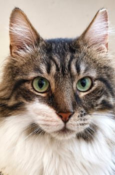 Langharige kater Birdy is een binnenkat