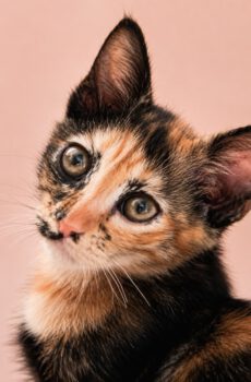 Schildpadkitten Caramel is een binnenkat