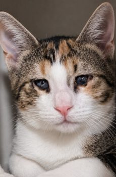 Cindy - blinde kat, binnenkort beschikbaar