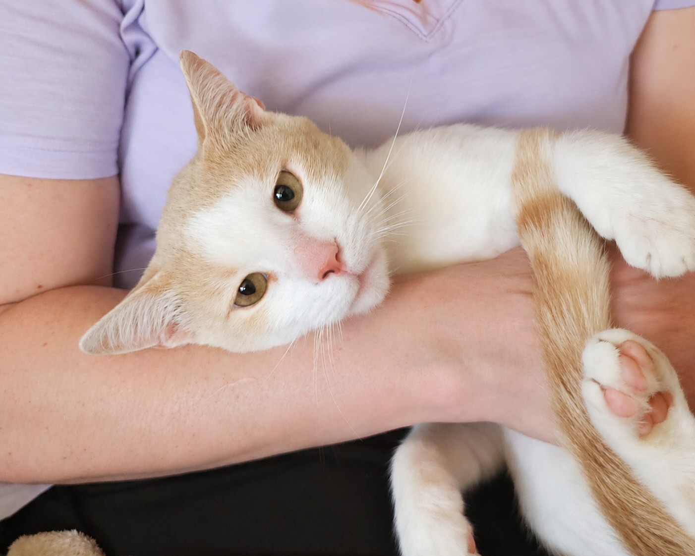 Rood-witte kater Coos is een binnenkat