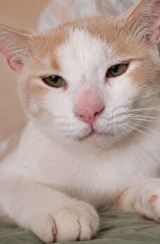 Rood-witte kater Coos is een binnenkat