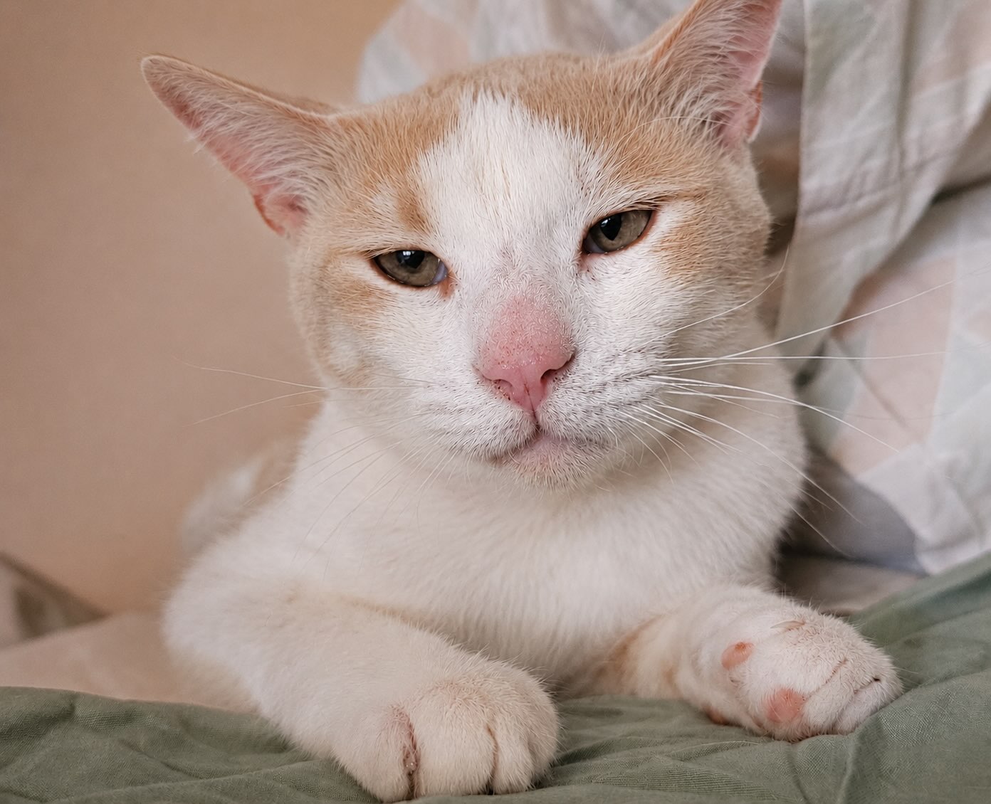 Rood-witte kater Coos is een binnenkat