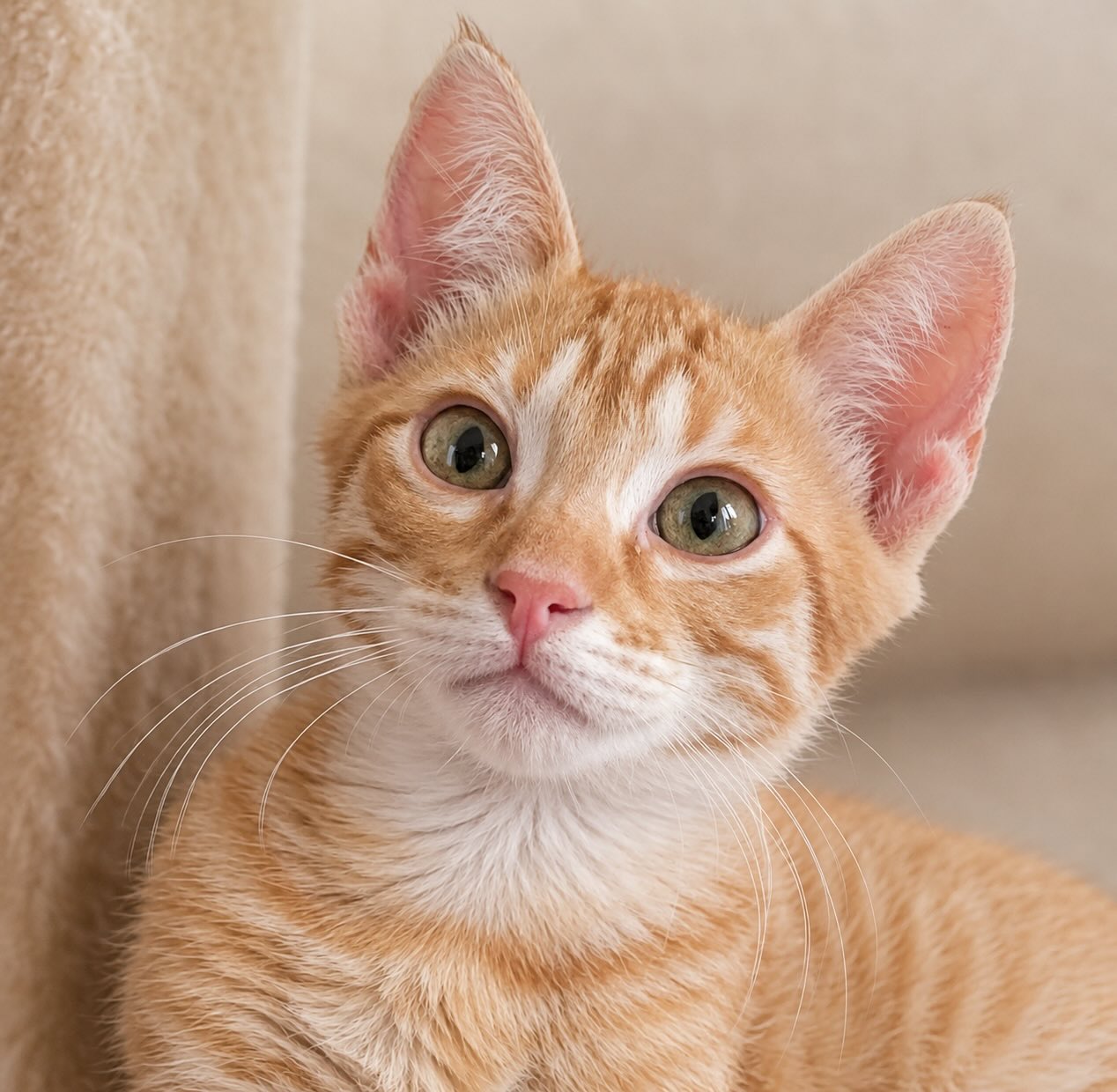 Jopie - binnenkort te adopteren - Afbeelding 4