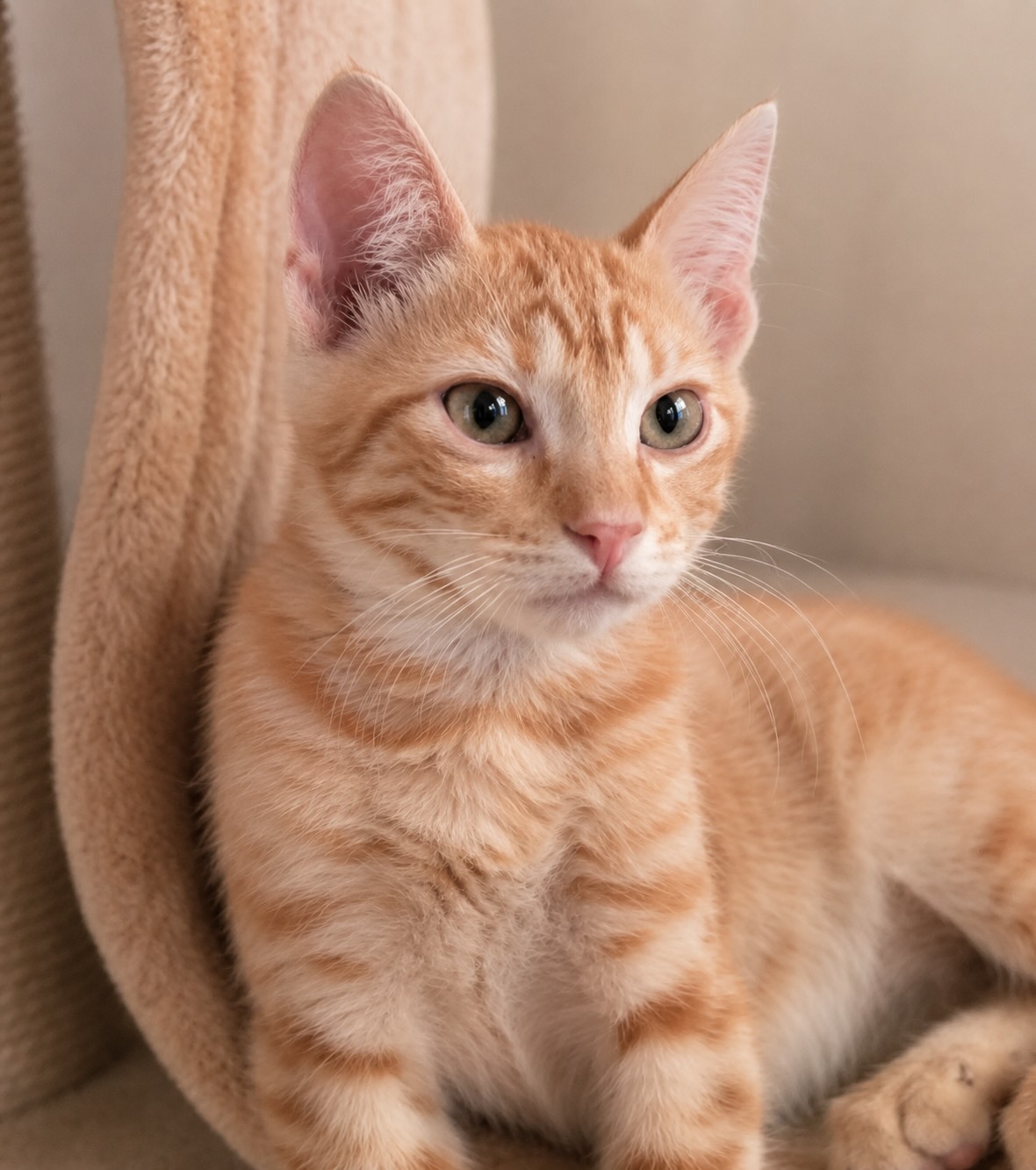 Jopie - binnenkort te adopteren - Afbeelding 7