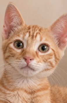 Rode kitten Jopie is een rode kater en binnenkat