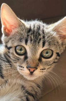 Cyperse kitten Kiki is een binnenkat