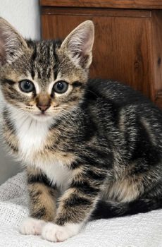 Cyperse kitten Kiki is een binnenkat