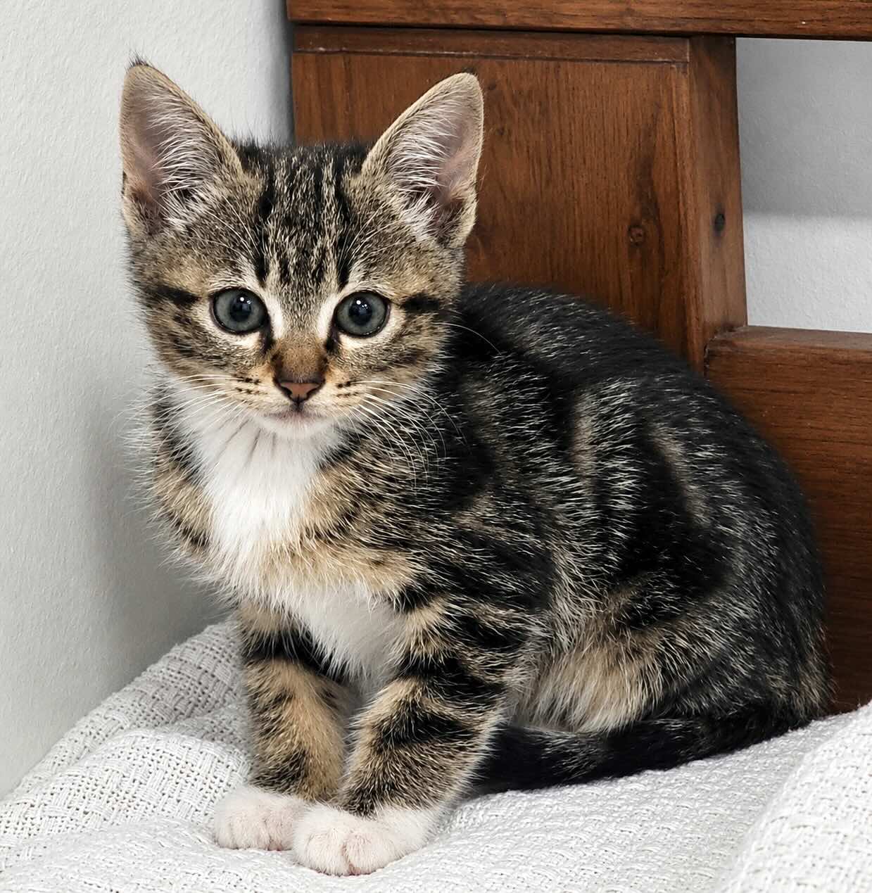 Cyperse kitten Kiki is een binnenkat