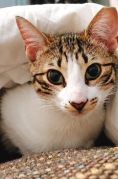 Knuffelkat Mitsi is een binnenkat
