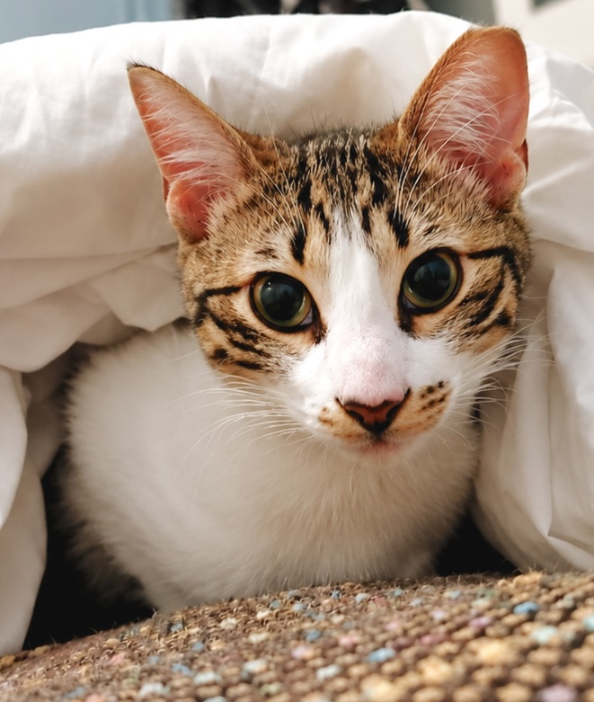Knuffelkat Mitsi is een binnenkat