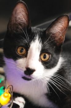 Zwart-witte kater Moutzouris is een binnenkat