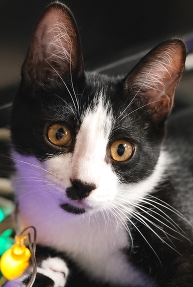 Zwart-witte kater Moutzouris is een binnenkat