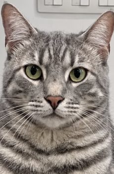 Zilvergrijze kater Reno is een binnenkat