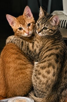 Rode kitten Roni en grijs gestreepte kitten Daizoula zijn binnenkatten