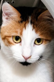 Lapjeskat Roza is een binnenkat