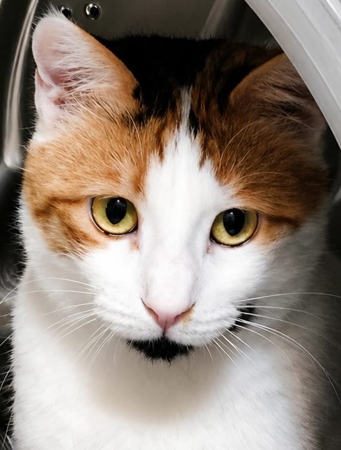 Lapjeskat Roza is een binnenkat
