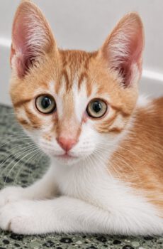Rood-witte kitten Toby is een binnenkat