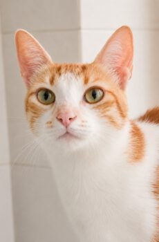 Rood-witte kater Justin is een binnenkat