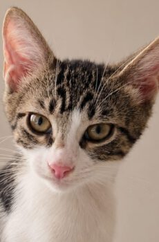 Grijs gestreepte kitten Mani met wit is een binnenkat