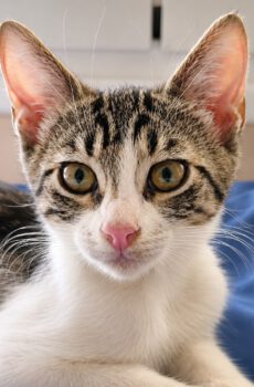 Grijs gestreepte kitten Mani met wit is een binnenkat