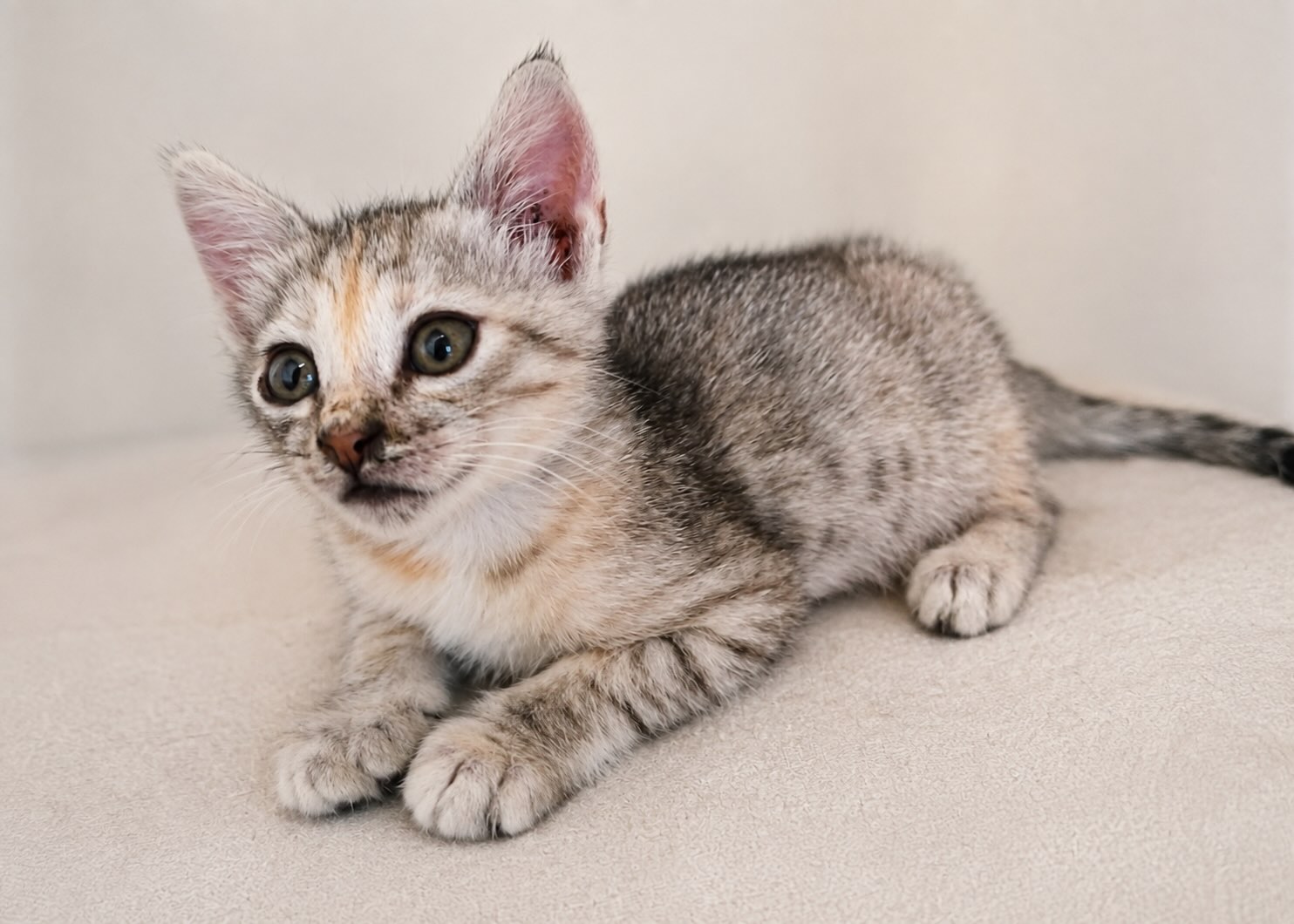 Marie - prachtige kitten - Afbeelding 5