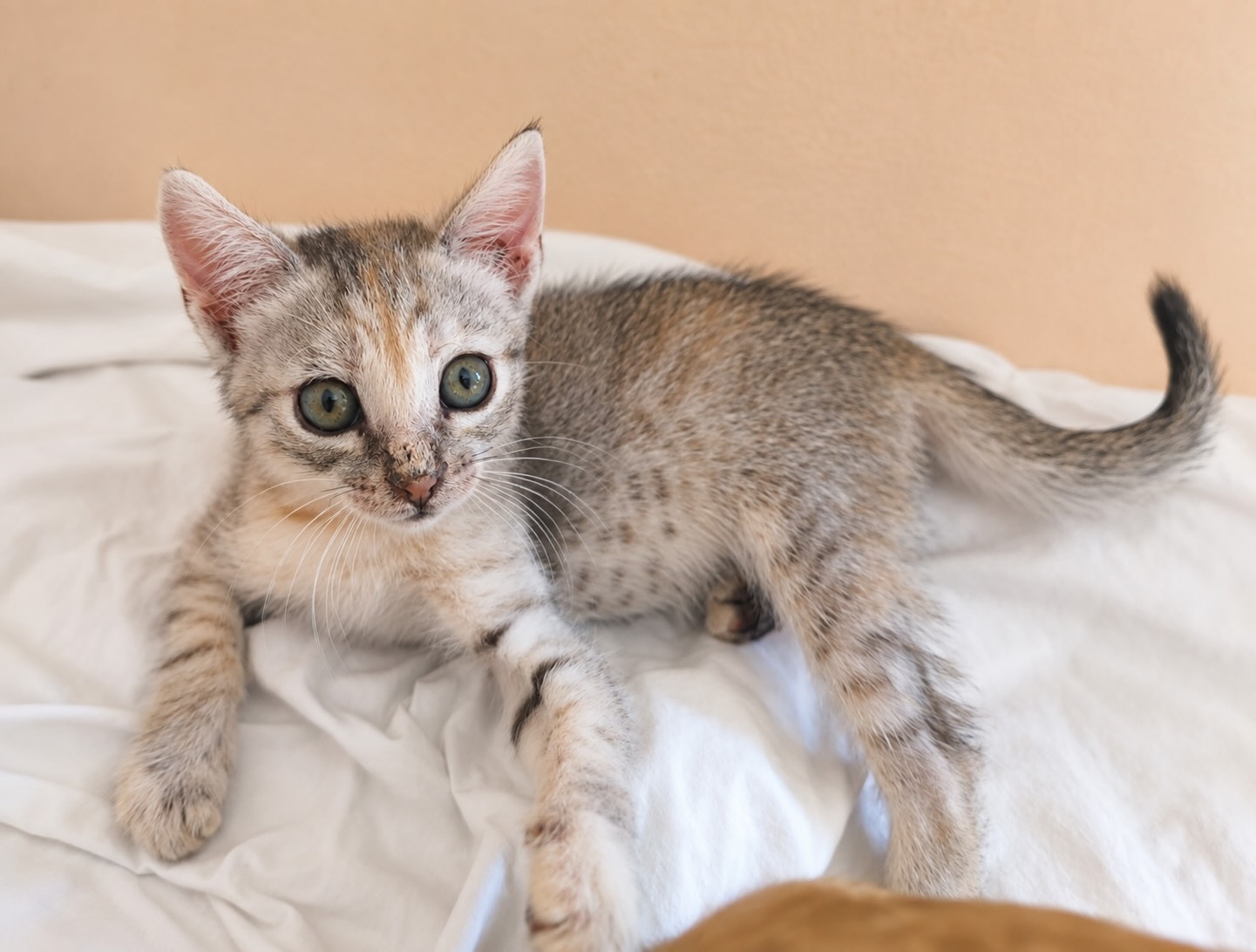 Marie - prachtige kitten - Afbeelding 4