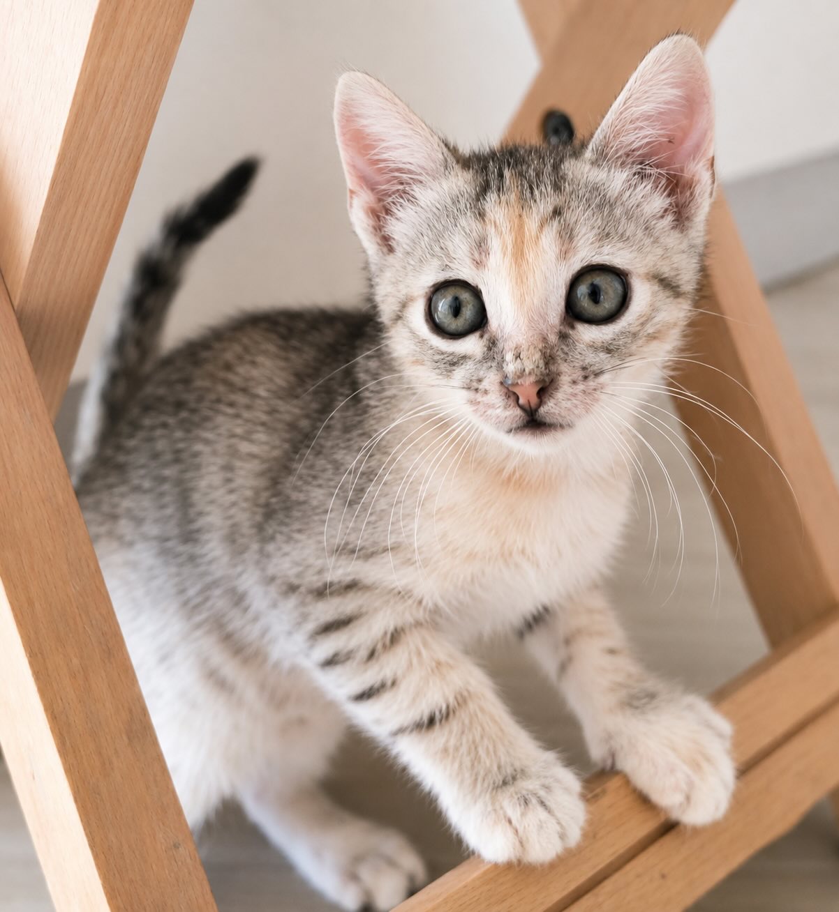 Marie - prachtige kitten - Afbeelding 2