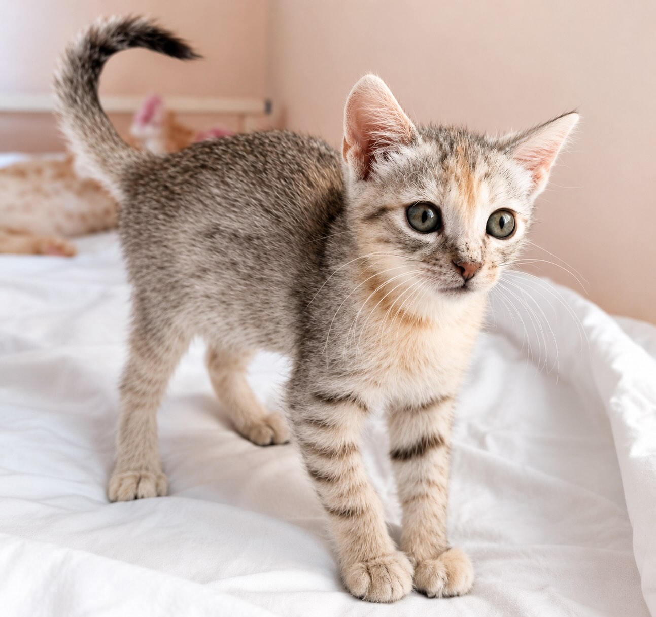 Marie - prachtige kitten - Afbeelding 3