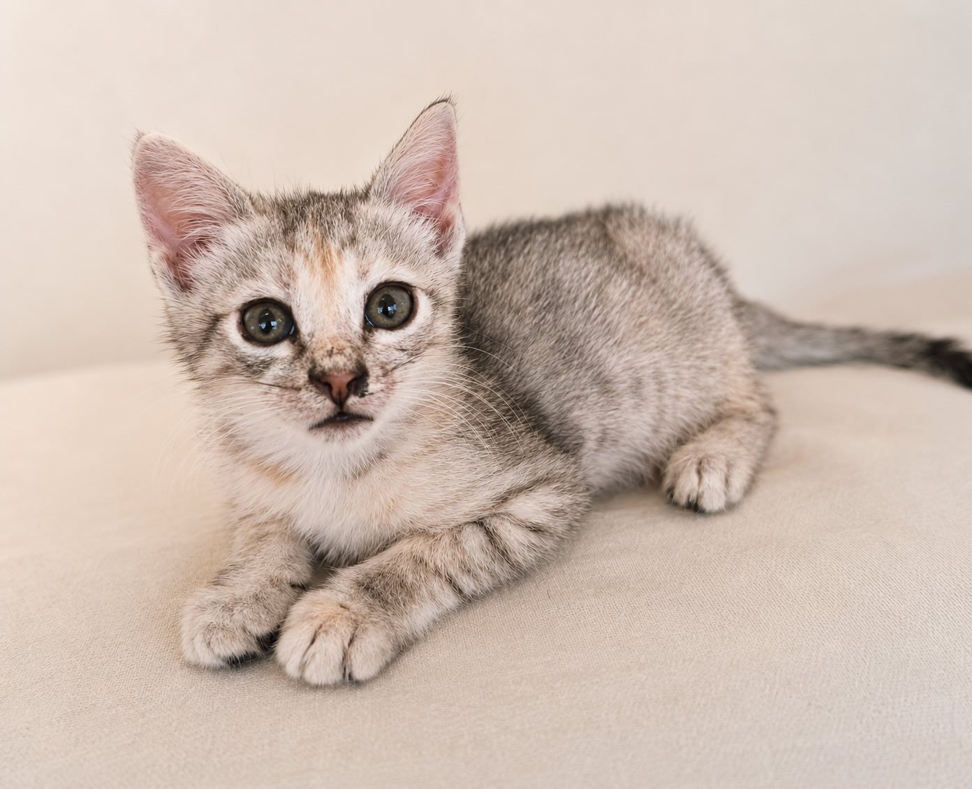 Marie - prachtige kitten - Afbeelding 6