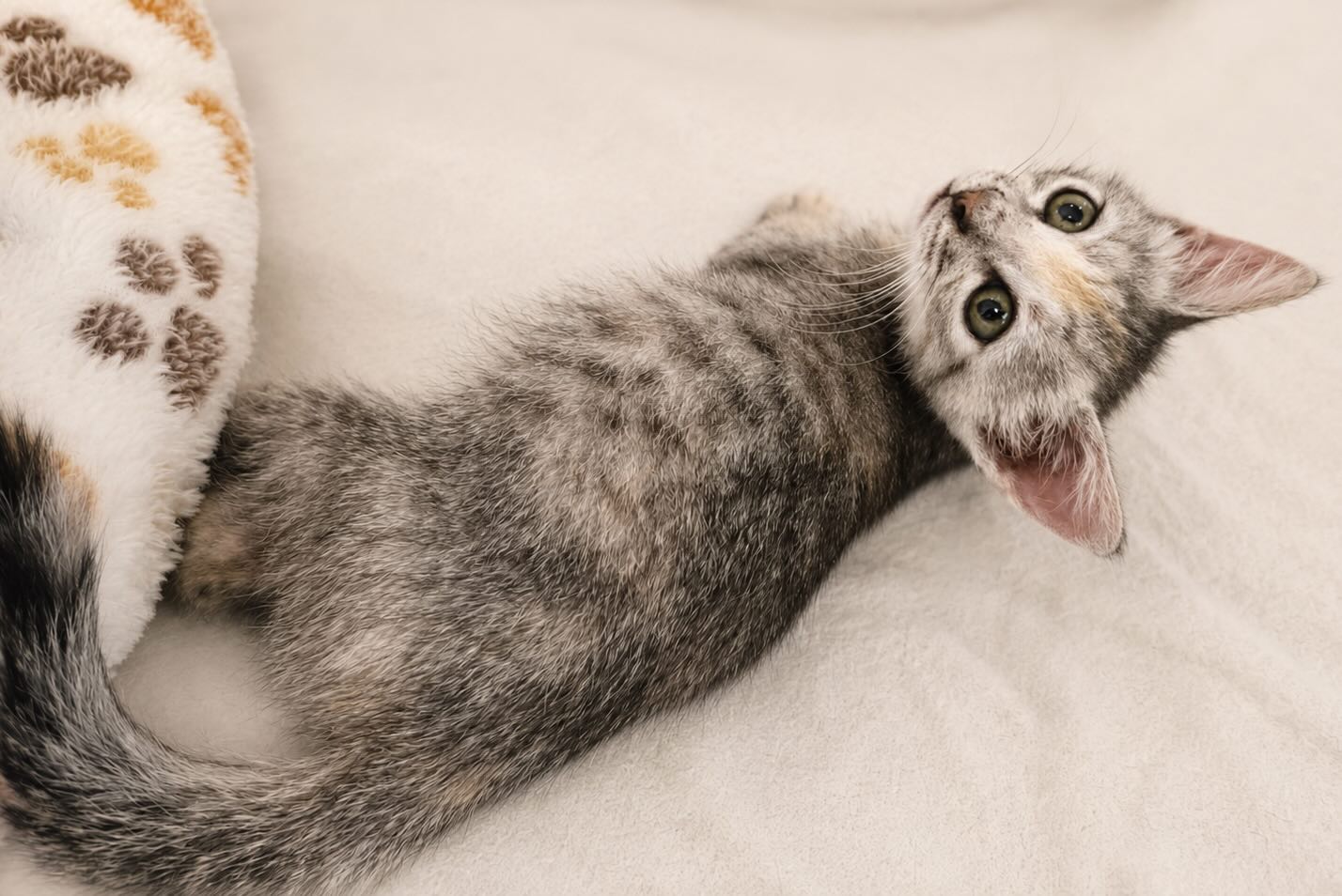 Marie - prachtige kitten - Afbeelding 7