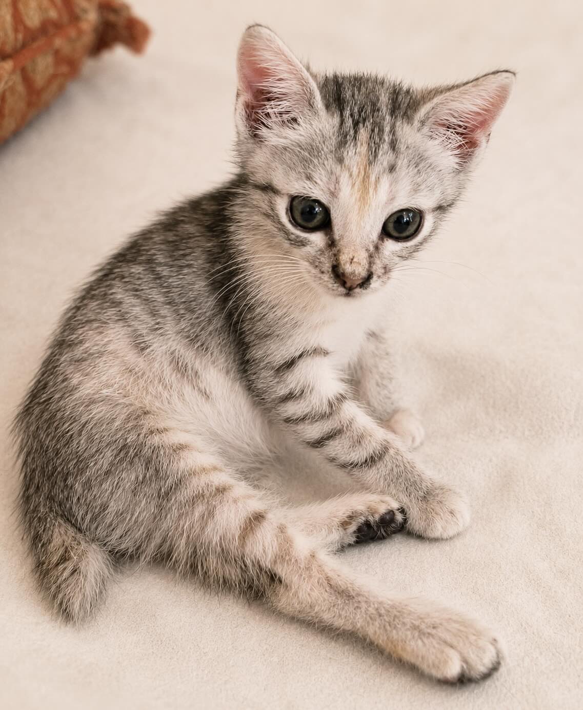 Marie - prachtige kitten - Afbeelding 8