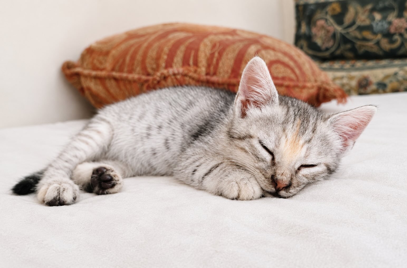 Marie - prachtige kitten - Afbeelding 9