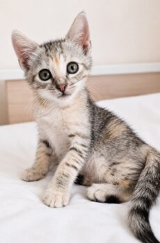 Zilvergrijs gestreepte kitten Marie is een binnenkat