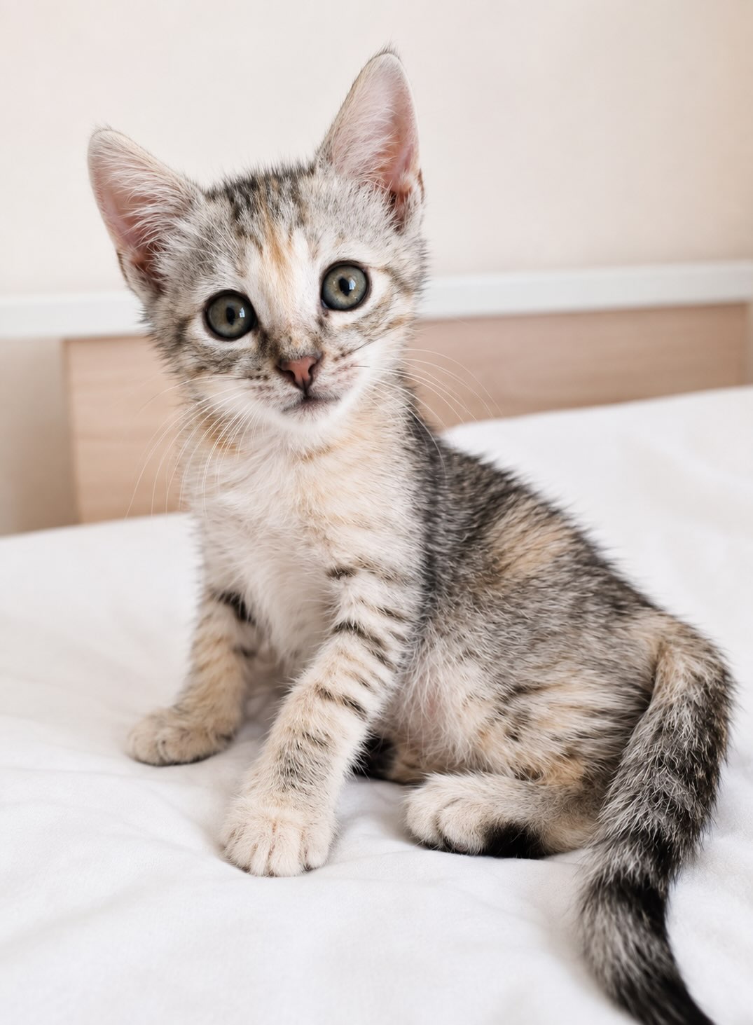 Zilvergrijs gestreepte kitten Marie is een binnenkat