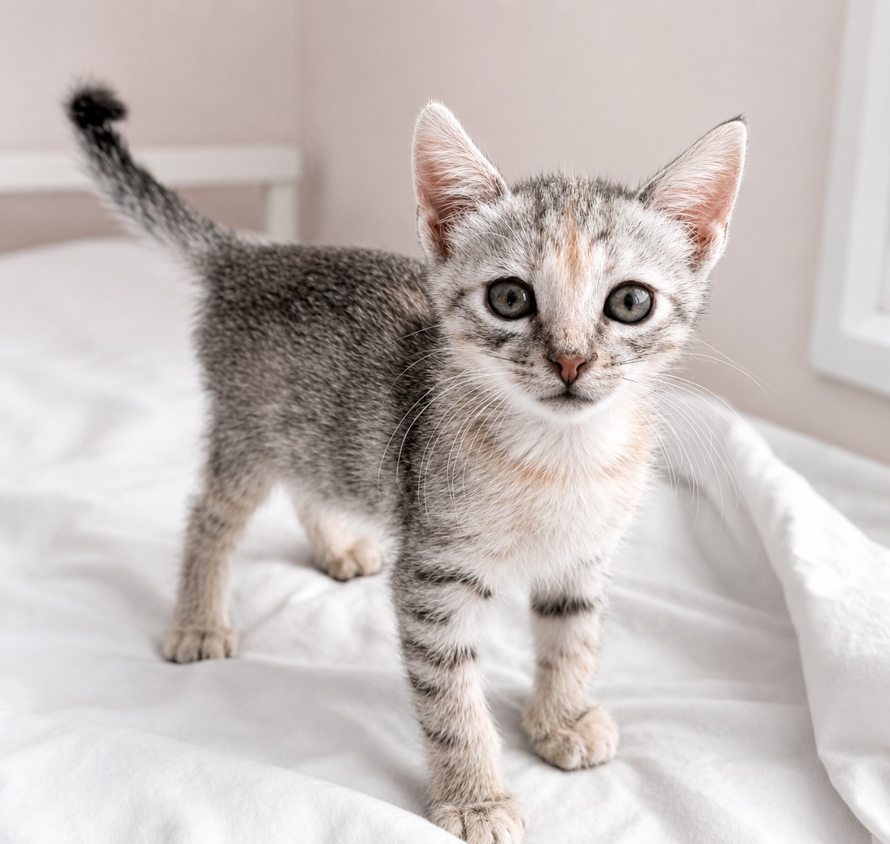 Marie - prachtige kitten - Afbeelding 11
