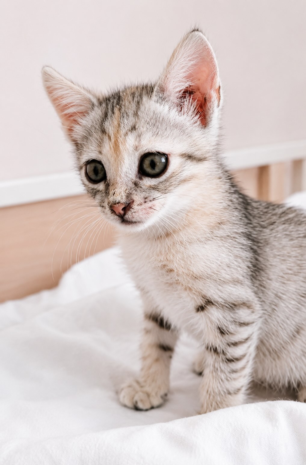 Marie - prachtige kitten - Afbeelding 12