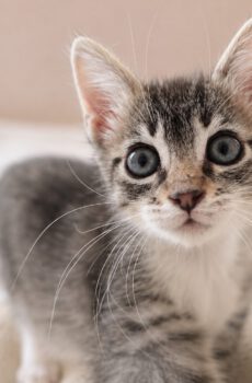 Cyperse kitten Muis is een binnenkat