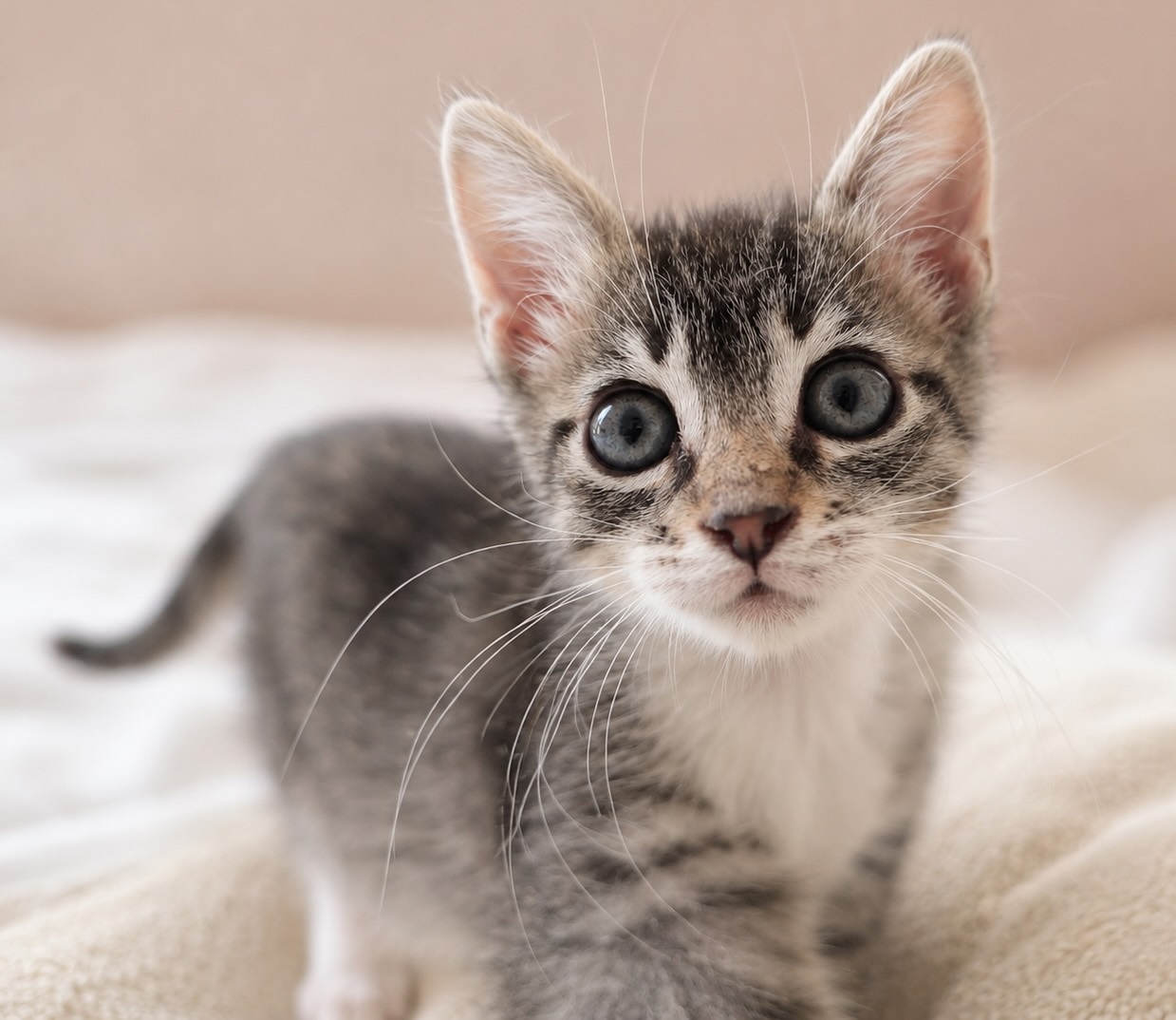 Cyperse kitten Muis is een binnenkat