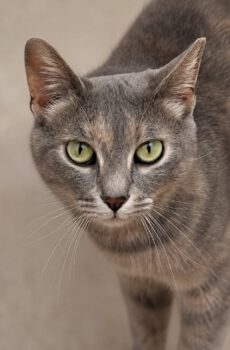 Zilvergrijze kat Phoebe is een binnenkat