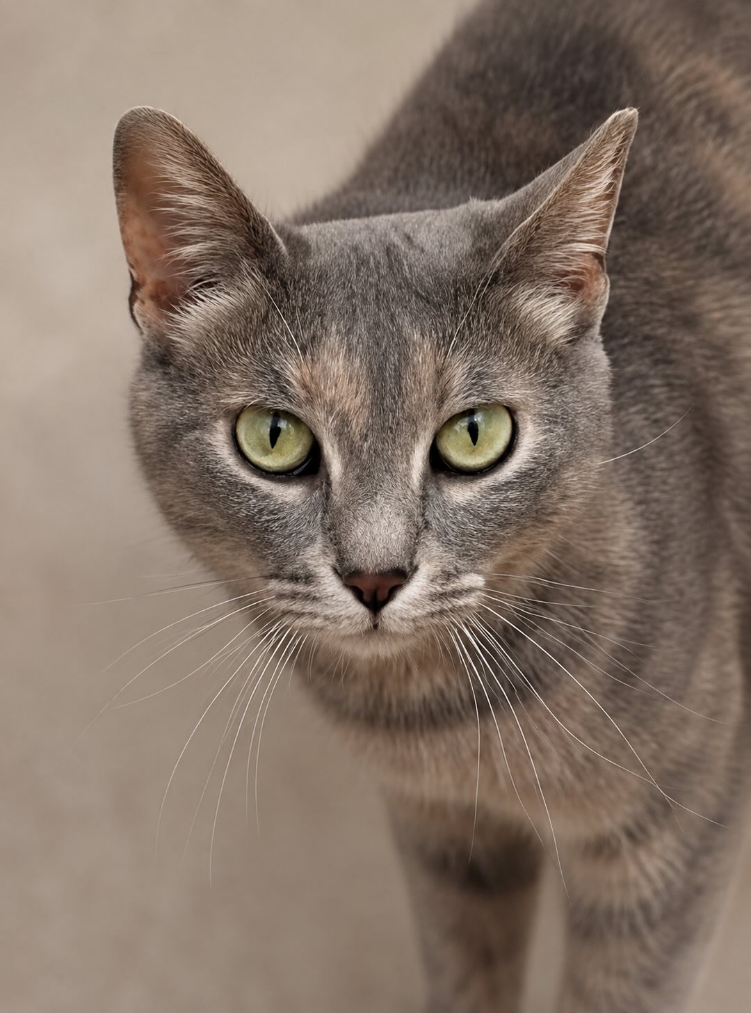 Zilvergrijze kat Phoebe is een binnenkat