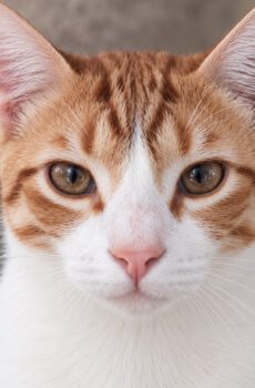 Rood-witte kater Cappuccino is een binnenkat