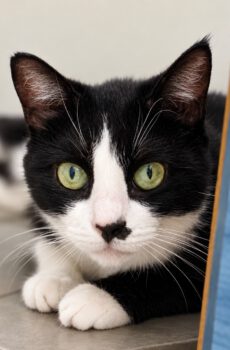 zwart-witte poes Jessica is een binnenkat