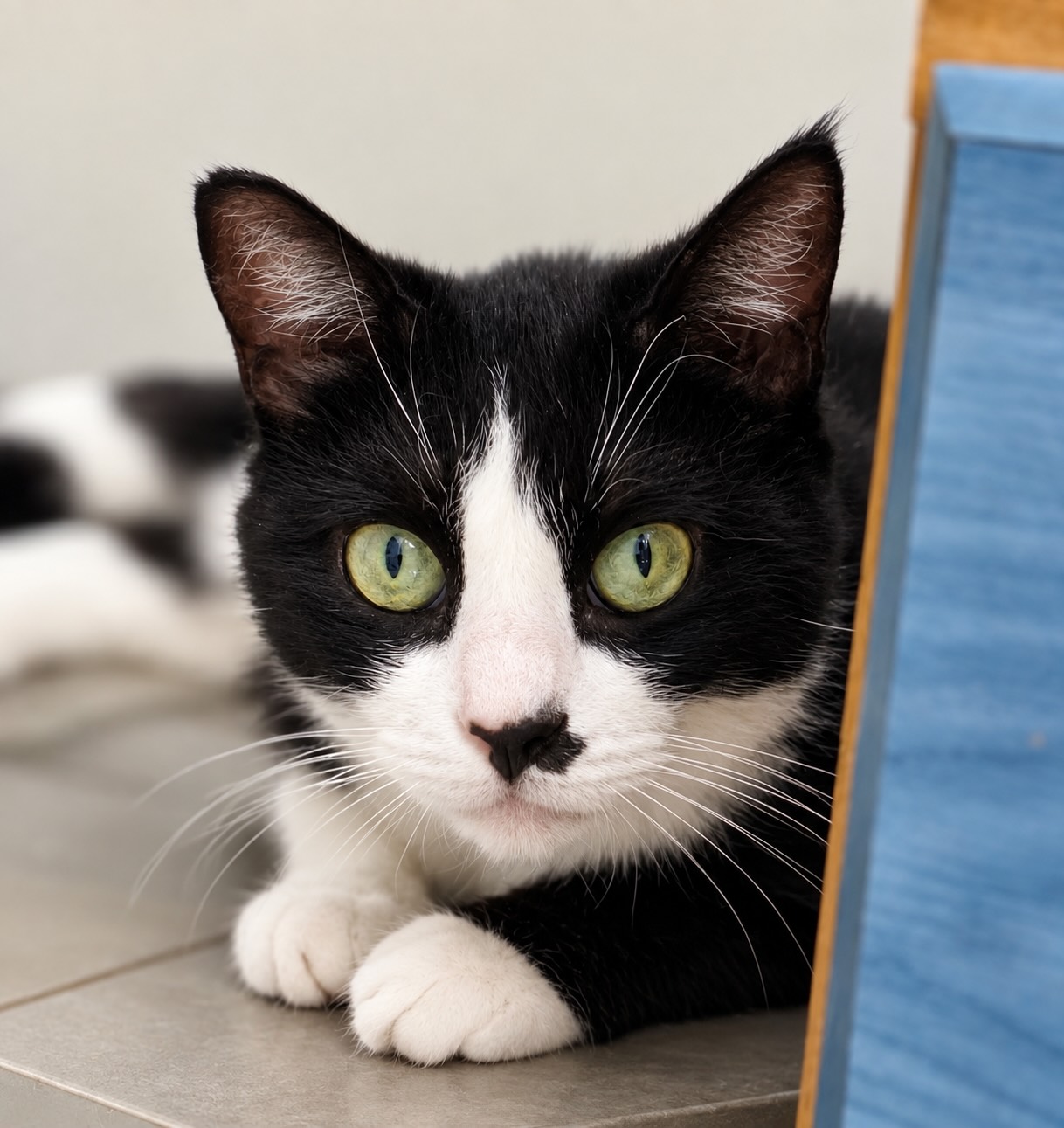 zwart-witte poes Jessica is een binnenkat