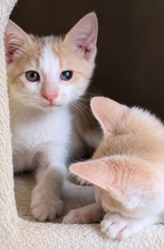 Rood-witte kittens Maisie en Nellie zijn binnenkatten