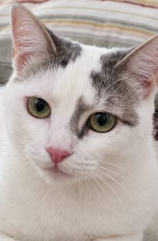 Wit-grijze binnenkat Marlen is een knuffelkat