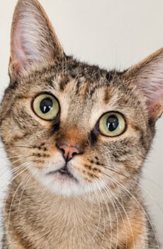 Cyperse poes Mimi is een binnenkat en knuffelkat