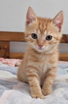 Rode kitten Dimi is een binnenkat